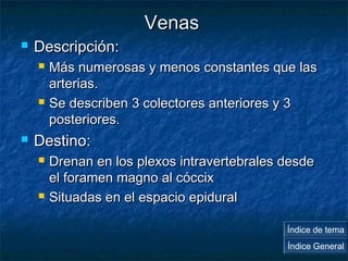 VVeennaass 
 DDeessccrriippcciióónn:: 
 MMááss nnuummeerroossaass yy mmeennooss ccoonnssttaanntteess qquuee llaass 
aarrtteerriiaass.. 
 SSee ddeessccrriibbeenn 33 ccoolleeccttoorreess aanntteerriioorreess yy 33 
ppoosstteerriioorreess.. 
 DDeessttiinnoo:: 
 DDrreennaann eenn llooss pplleexxooss iinnttrraavveerrtteebbrraalleess ddeessddee 
eell ffoorraammeenn mmaaggnnoo aall ccóócccciixx 
 SSiittuuaaddaass eenn eell eessppaacciioo eeppiidduurraall 
Índice de tema 
Índice General 
 
