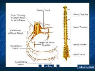 volver Índice General 
 