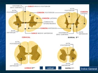 volver Índice General 
 