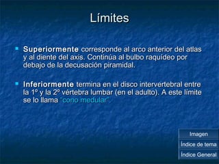 LLíímmiitteess 
 SSuuppeerriioorrmmeennttee ccoorrrreessppoonnddee aall aarrccoo aanntteerriioorr ddeell aattllaass 
yy aall ddiieennttee ddeell aaxxiiss.. CCoonnttiinnúúaa aall bbuullbboo rraaqquuííddeeoo ppoorr 
ddeebbaajjoo ddee llaa ddeeccuussaacciióónn ppiirraammiiddaall.. 
 IInnffeerriioorrmmeennttee tteerrmmiinnaa eenn eell ddiissccoo iinntteerrvveerrtteebbrraall eennttrree 
llaa 11º yy llaa 2º vvéérrtteebbrraa lluummbbaarr ((eenn eell aadduullttoo)).. AA eessttee llíímmiittee 
ssee lloo llllaammaa ““ccoonnoo mmeedduullaarr””.. 
Imagen 
Índice de tema 
Índice General 
 
