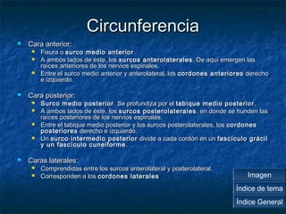CCiirrccuunnffeerreenncciiaa 
 CCaarraa aanntteerriioorr:: 
 FFiissuurraa oo ssuurrccoo mmeeddiioo aanntteerriioorr.. 
 AA aammbbooss llaaddooss ddee ééssttee,, llooss ssuurrccooss aanntteerroollaatteerraalleess.. DDee aaqquuíí eemmeerrggeenn llaass 
rraaíícceess aanntteerriioorreess ddee llooss nneerrvviiooss eessppiinnaalleess.. 
 EEnnttrree eell ssuurrccoo mmeeddiioo aanntteerriioorr yy aanntteerroollaatteerraall,, llooss ccoorrddoonneess aanntteerriioorreess ddeerreecchhoo 
ee iizzqquuiieerrddoo.. 
 CCaarraa ppoosstteerriioorr:: 
 SSuurrccoo mmeeddiioo ppoosstteerriioorr.. SSee pprrooffuunnddiizzaa ppoorr eell ttaabbiiqquuee mmeeddiioo ppoosstteerriioorr.. 
 AA aammbbooss llaaddooss ddee ééssttee,, llooss ssuurrccooss ppoosstteerroollaatteerraalleess,, eenn ddoonnddee ssee hhuunnddeenn llaass 
rraaíícceess ppoosstteerriioorreess ddee llooss nneerrvviiooss eessppiinnaalleess.. 
 EEnnttrree eell ttaabbiiqquuee mmeeddiioo ppoosstteerriioorr yy llooss ssuurrccooss ppoosstteerroollaatteerraalleess,, llooss ccoorrddoonneess 
ppoosstteerriioorreess ddeerreecchhoo ee iizzqquuiieerrddoo.. 
 UUnn ssuurrccoo iinntteerrmmeeddiioo ppoosstteerriioorr ddiivviiddee aa ccaaddaa ccoorrddóónn eenn uunn ffaassccííccuulloo ggrráácciill 
yy uunn ffaassccííccuulloo ccuunneeiiffoorrmmee.. 
 CCaarraass llaatteerraalleess:: 
 CCoommpprreennddiiddaass eennttrree llooss ssuurrccooss aanntteerroollaatteerraall yy ppoosstteerroollaatteerraall.. 
 CCoorrrreessppoonnddeenn aa llooss ccoorrddoonneess llaatteerraalleess Imagen 
Índice de tema 
Índice General 
 