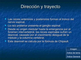 DDiirreecccciióónn yy ttrraayyeeccttoo 
 LLaass rraaíícceess aanntteerriioorreess yy ppoosstteerriioorreess ffoorrmmaann eell ttrroonnccoo ddeell 
nneerrvviioo eessppiinnaall.. 
 LLaa rraaíízz ppoosstteerriioorr pprreesseennttaa eell ggaanngglliioo eessppiinnaall.. 
 DDeessddee ssuu oorriiggeenn mmeedduullaarr hhaassttaa llaa eemmeerrggeenncciiaa ppoorr eell 
ffoorraammeenn iinntteerrvveerrtteebbrraall,, llaass rraaíícceess eessppiinnaalleess ssuuffrreenn uunn 
ddeessnniivveell,, ccaauussaaddoo ppoorr eell ccrreecciimmiieennttoo ddeessiigguuaall ddee llaa 
mméédduullaa yy llaa ccoolluummnnaa vveerrtteebbrraall.. 
 EEssttee ddeessnniivveell ssee ccaallccuullaa ppoorr llaa ffóórrmmuullaa ddee CChhiippaauulltt.. 
Imagen 
Índice de tema 
Índice General 
 