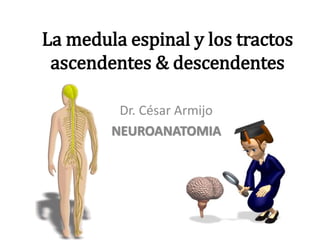 La medula espinal y los tractos
ascendentes & descendentes
Dr. César Armijo
NEUROANATOMIA
 