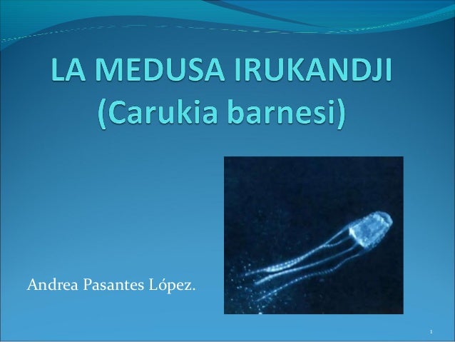 La medusa irukandji 2