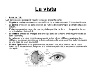 La vista
• Parts de l’ull:
L'ull és l'òrgan de percepció visual i consta de diferents parts:
• El globus ocular es una estructura esfèrica de aproximadament 2,5 cm de diàmetre.
• La còrnia protegeix les parts interiors de l'ull i és transparent per permetre el pas de
la llum.
• L'iris és una cortina muscular que regula la quantitat de llum. La pupil·la és per
on entra la llum dintre d'ull.
• El cristal·lí enfoca les imatges a la fòvea (la zona de la retina amb major densitat de
cons i bastons)
• La retina es una capa complexa composta sobre tot por cèl·lules nervioses. Las
cèl·lules receptores sensibles a la llum es troba en la seva superfície exterior darrera
de una capa de teixit pigmentat.
• El nervi òptic entra en el globus ocular per sota i una mica inclinat cap al costat
intern de la fòvea central , originant a la retina una petita taca arrodonida anomenada
disc òptic.
 
