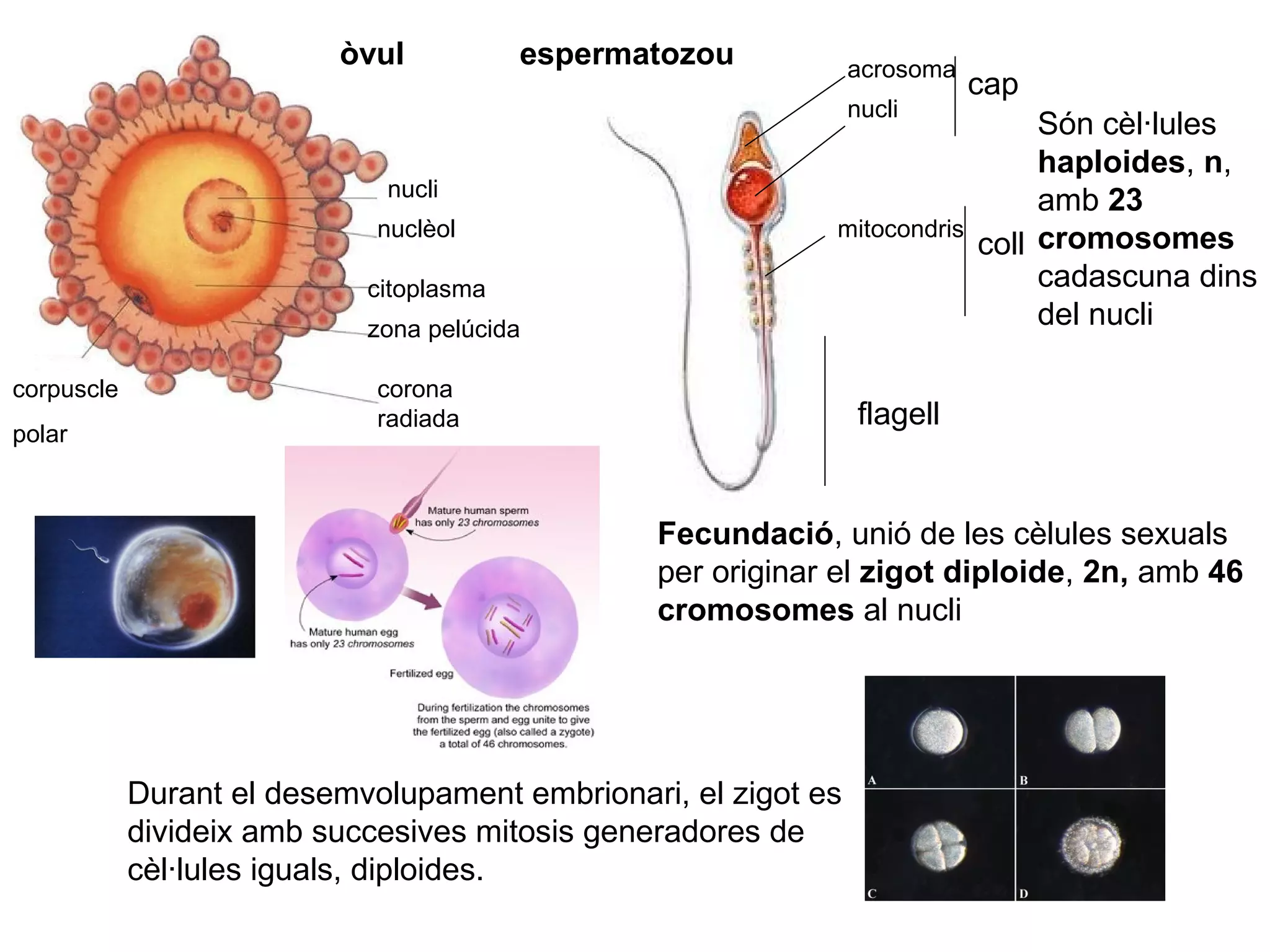òvul

espermatozou

acrosoma
nucli

nucli
nuclèol

mitocondris

citoplasma
zona pelúcida
corpuscle
polar

corona
radiada

cap
Són cèl·lules
haploides, n,
amb 23
coll cromosomes
cadascuna dins
del nucli

flagell

Fecundació, unió de les cèlules sexuals
per originar el zigot diploide, 2n, amb 46
cromosomes al nucli

Durant el desemvolupament embrionari, el zigot es
divideix amb succesives mitosis generadores de
cèl·lules iguals, diploides.

 