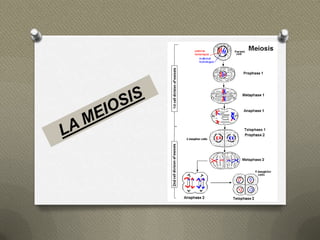  Primera división meiótica.
  una célula inicial o germinal
  diploide (2 n) se divide en
  dos células hijas haploides
 ...
