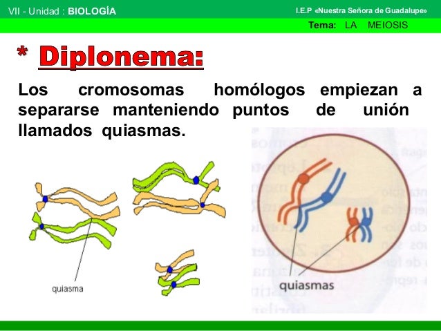 Quiasmas En Meiosis