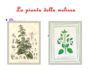 La pianta della melissa
• Disegno
scientifico
• Disegno
realistico
 