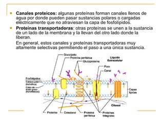 <ul><li>Canales proteicos:  algunas proteínas forman canales llenos de agua por donde pueden pasar sustancias polares o ca...