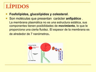 LÍPIDOS <ul><li>Fosfolípidos, glucolípidos y colesterol . </li></ul><ul><li>Son moléculas que presentan  carácter  anfipát...