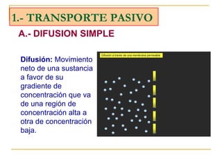 1.- TRANSPORTE PASIVO <ul><li>A.- DIFUSION SIMPLE </li></ul>Difusión:  Movimiento neto de una sustancia a favor de su grad...