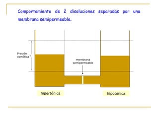 hipertónica hipotónica membrana semipermeable Comportamiento de 2 disoluciones separadas por una membrana semipermeable. P...