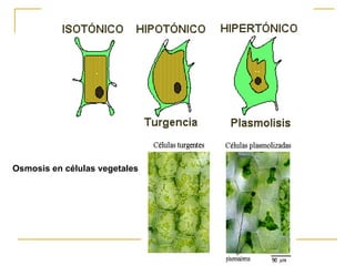 Osmosis en células vegetales 