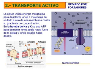La célula utiliza energía metabólica para desplazar iones o moléculas de un lado a otro de una membrana contra su gradient...
