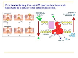 En la  bomba de Na y K  se usa ATP para bombear iones sodio hacia fuera de la célula y iones potasio hacia dentro. 