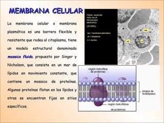 MEMBRANA CELULAR La membrana celular o membrana plasmática es una barrera flexible y resistente que rodea al citoplasma, t...