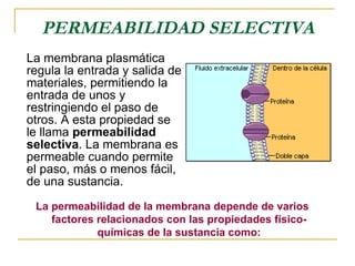 PERMEABILIDAD SELECTIVA <ul><li>La membrana plasmática regula la entrada y salida de materiales, permitiendo la entrada de...
