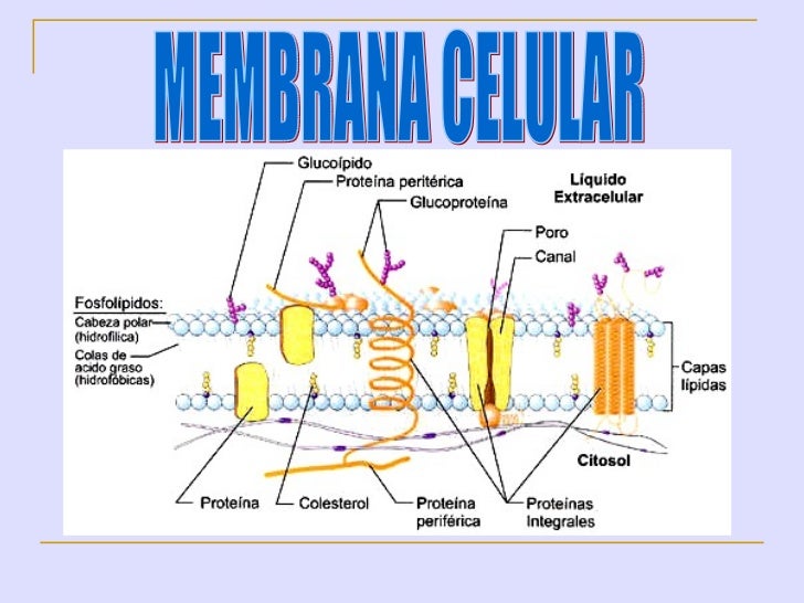 Resultado de imagen de membrana celular