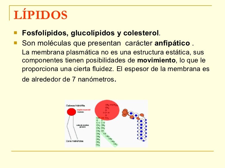 Estructura De La Membrana Celular Lipidos 2021 idea e