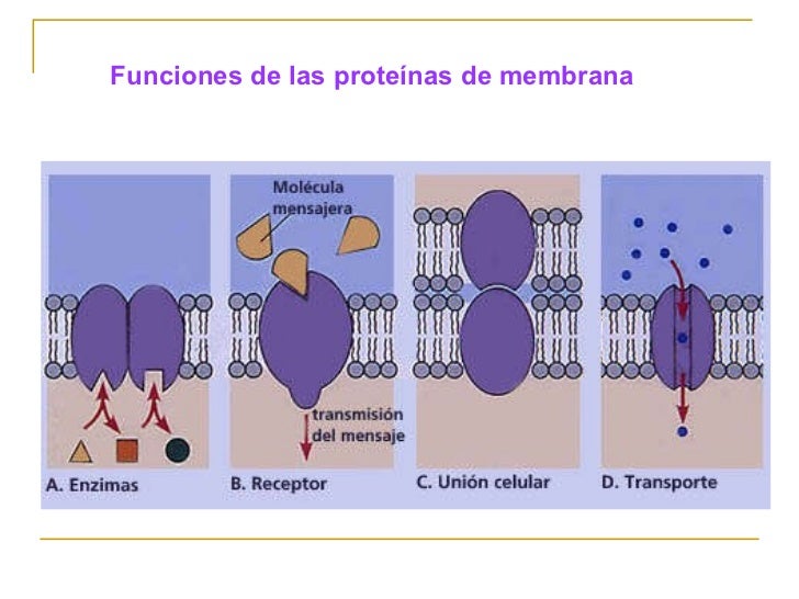 tipos de proteinas de membrana celular