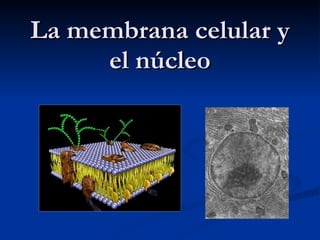 La membrana celular y el núcleo 