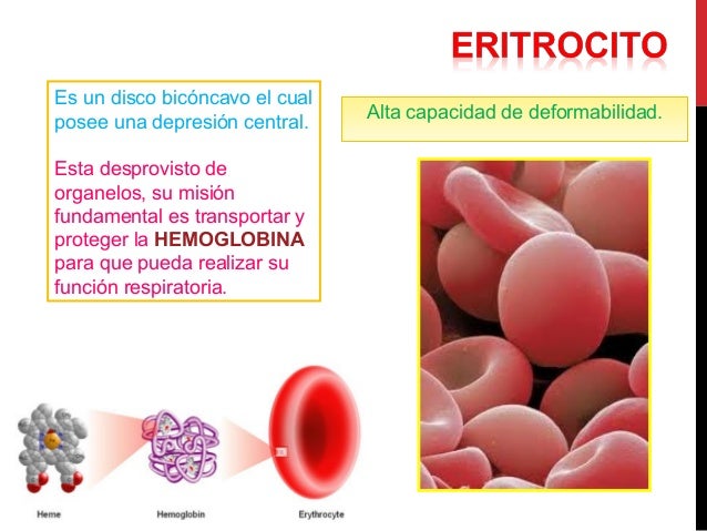 La membrana de los eritrocitos