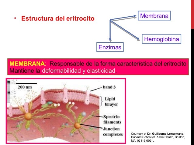 La membrana de los eritrocitos