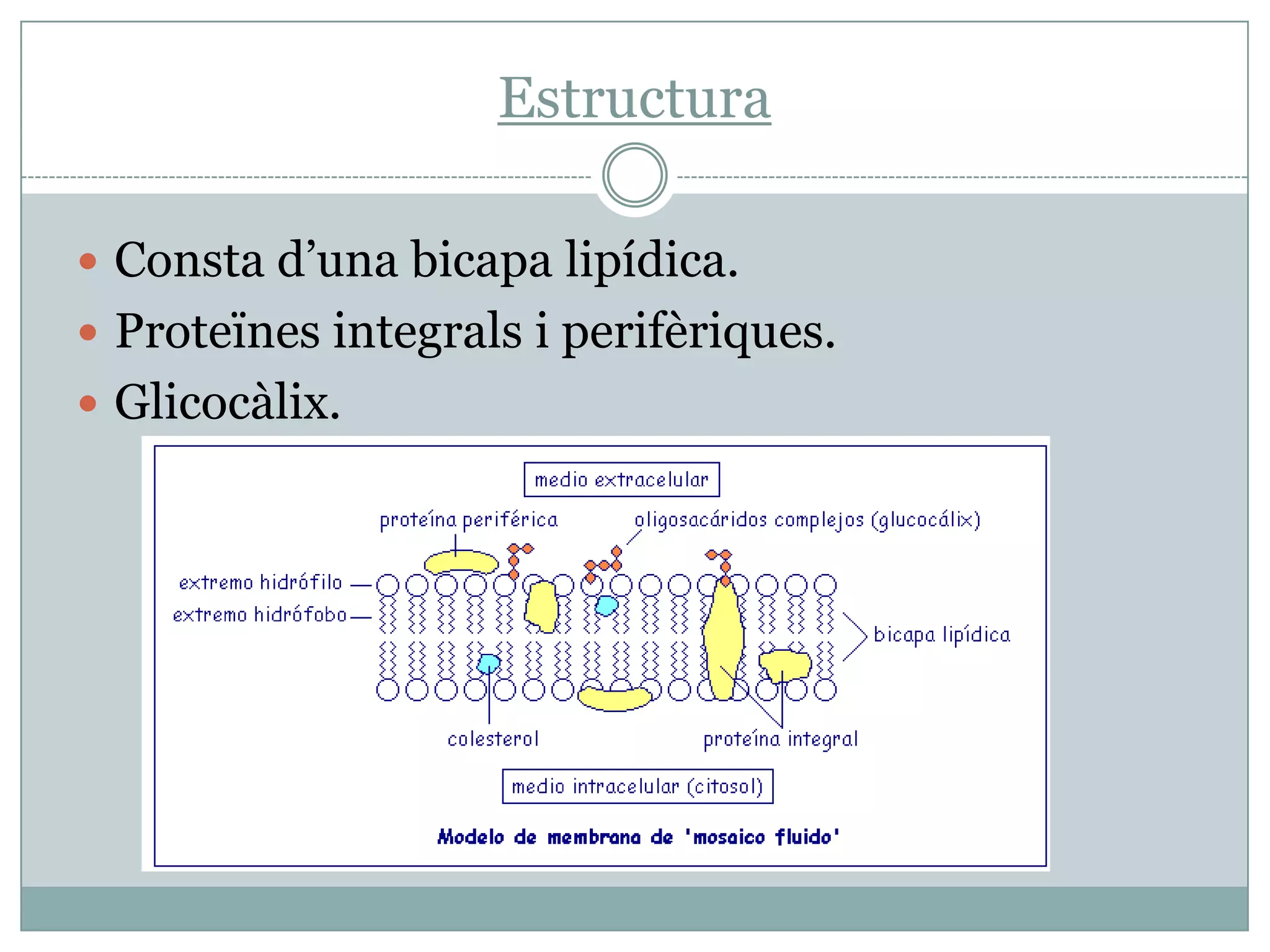 La Membrana Plasmàtica Pptx