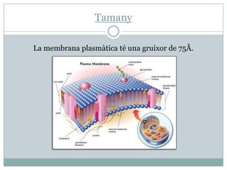 Tamany
La membrana plasmàtica té una gruixor de 75Å.

 