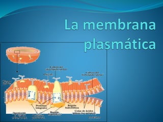 La membrana plasmática