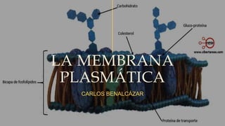 LA MEMBRANA
PLASMÁTICA
CARLOS BENALCÁZAR
 