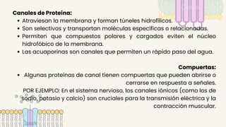 Canales de Proteína:
Atraviesan la membrana y forman túneles hidrofílicos.
Son selectivos y transportan moléculas específicas o relacionadas.
Permiten que compuestos polares y cargados eviten el núcleo
hidrofóbico de la membrana.
Las acuaporinas son canales que permiten un rápido paso del agua.
Compuertas:
Algunas proteínas de canal tienen compuertas que pueden abrirse o
cerrarse en respuesta a señales.
POR EJEMPLO: En el sistema nervioso, los canales iónicos (como los de
sodio, potasio y calcio) son cruciales para la transmisión eléctrica y la
contracción muscular.
 