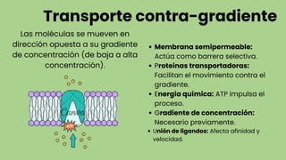 Transporte contra-gradiente
Las moléculas se mueven en
dirección opuesta a su gradiente
de concentración (de baja a alta
concentración).
Membrana semipermeable:
Actúa como barrera selectiva.
Proteínas transportadoras:
Facilitan el movimiento contra el
gradiente.
Energía química: ATP impulsa el
proceso.
Gradiente de concentración:
Necesario previamente.
Unión de ligandos: Afecta afinidad y
velocidad.
 