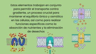 Estos elementos trabajan en conjunto
para permitir el transporte contra
gradiente, un proceso crucial para
mantener el equilibrio iónico y osmótico
en las células, así como para realizar
funciones específicas como la
absorción de nutrientes y la eliminación
de desechos
 