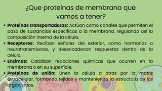 ¿Que proteínas de membrana que
vamos a tener?
Proteínas transportadoras: Actúan como canales que permiten el
paso de sustancias específicas a la membrana, regulando así la
composición interna de la célula.
Receptores: Reciben señales del exterior, como hormonas o
neurotransmisores, y desencadenan respuestas dentro de la
célula.
Enzimas: Catalizan reacciones químicas que ocurren en la
membrana o en su superficie.
Proteínas de unión: Unen la célula a otras por la matriz
extracelular, formando tejidos y manteniendo la estructura de los
organismos.
 