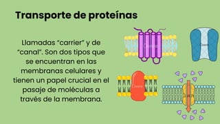 Transporte de proteínas
Llamadas “carrier” y de
“canal”. Son dos tipos que
se encuentran en las
membranas celulares y
tienen un papel crucial en el
pasaje de moléculas a
través de la membrana.
 
