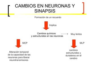 CAMBIOS EN NEURONAS Y SINAPSIS Formación de un recuerdo Implica MCP MLP Alteración temporal de la capacidad de las neuronas para liberar neurotransmisores cambios estructurales y duraderos en el cerebro Muy lentos 