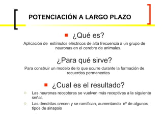 POTENCIACIÓN A LARGO PLAZO ¿Qué es? Aplicación de  estímulos eléctricos de alta frecuencia a un grupo de neuronas en el cerebro de animales. ¿Para qué sirve? Para construir un modelo de lo que ocurre durante la formación de recuerdos permanentes ¿Cual es el resultado? Las neuronas receptoras se vuelven más receptivas a la siguiente señal. Las dendritas crecen y se ramifican, aumentando  nº de algunos tipos de sinapsis 