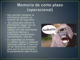 • Nos permite mantener la
  información durante un
  máximo de 30 segundos.
• Se utiliza para retener la
  información según nos va
  llegando con el fin de
  realizar con ella actividades
  cognitivas básicas e
  inmediatas (comprensión,
  razonamiento, cálculo).
• Su capacidad es limitada
  (¿cuántos dígitos o palabras
  seguidas retienes?) pero ha
  de ser fácilmente accesible
  para que el razonamiento y
  el pensamiento sean fluidos.
 