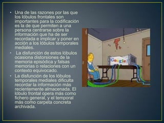 • Una de las razones por las que
  los lóbulos frontales son
  importantes para la codificación
  es la de que permiten a una
  persona centrarse sobre la
  información que ha de ser
  recordada e implicar y poner en
  acción a los lóbulos temporales
  mediales.
• La disfunción de estos lóbulos
  ocasiona distorsiones de la
  memoria episódica y falsas
  memorias o relaciones con un
  contexto equivocado.
• La disfunción de los lóbulos
  temporales mediales dificulta
  recordar la información más
  recientemente almacenada. El
  lóbulo frontal opera más como
  fichero general, y el temporal
  más como carpeta concreta
  archivada.
 