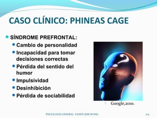 CASO CLÍNICO: PHINEAS CAGE
SÍNDROME PREFRONTAL:
 Cambio de personalidad
 Incapacidad para tomar
  decisiones correctas
 Pérdida del sentido del
  humor
 Impulsividad
 Desinhibición
 Pérdida de sociabilidad
                                                     Google,2010.

             PSICOLOGÍA GENERAL -FANNY JEM WONG                      103
 