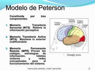Modelo de Peterson
  Constituida  por           tres
  componentes:

1. Memoria         Transitoria
  Sensorial (MTS) Retiene la
  información perceptiva

2. Memoria Transitoria Activa
  (MTA) Mantiene la anterior
  codificándola

3. Memoria        Permanente
  Remota (MPR) Provee los
  códigos,   estrategias    de                          Google,2010.
  información,        hábitos
  motores       y        redes
  conceptuales     para      el
  funcionamiento del sistema.
                PSICOLOGÍA GENERAL -FANNY JEM WONG                      27
 