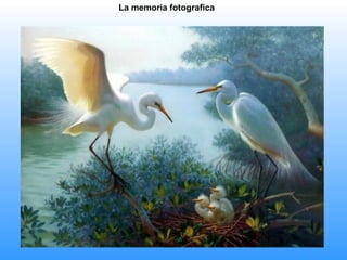 La memoria fotografica
 