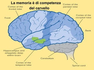La memoria è di competenza
del cervello
 