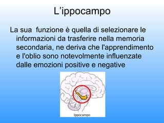 L’ippocampo
La sua funzione è quella di selezionare le
informazioni da trasferire nella memoria
secondaria, ne deriva che l'apprendimento
e l'oblio sono notevolmente influenzate
dalle emozioni positive e negative
 