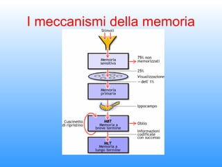 I meccanismi della memoria

 