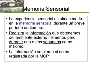 Memoria Sensorial
• La experiencia sensorial es almacenada
en la memoria sensorial durante un breve
período de tiempo.
• Registra la información que obtenemos
del ambiente externo fielmente, pero
durante uno o dos segundos como
máximo.
• La información se pierde si no es
registrada por la MCP
 