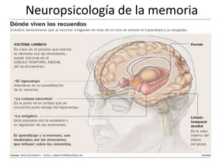 Neuropsicología de la memoria
 