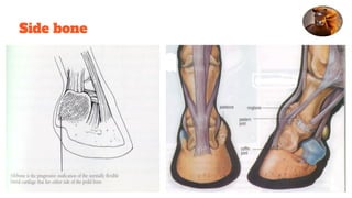 Side bone
 